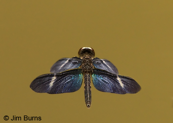 Amazon Sapphirewing female in flight,"the Ballerina," Pital, CR, December 2013