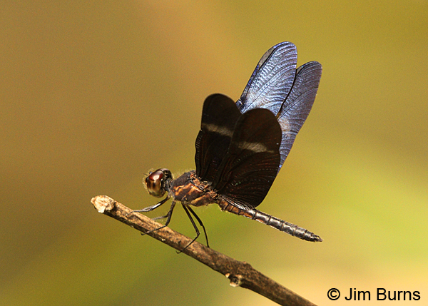 Amazon Sapphirewing male, wings up, Pital, CR, December 2013