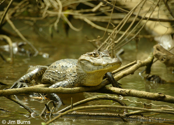 American Crocodile