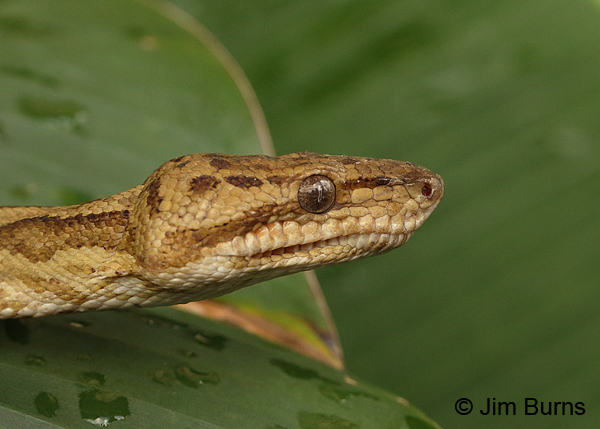 Annulated Tree Boa #2 head shot