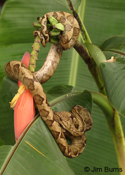 Annulated Tree Boa #2 on banana
