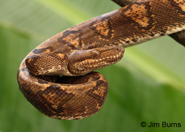 Annulated Tree Boa close-up