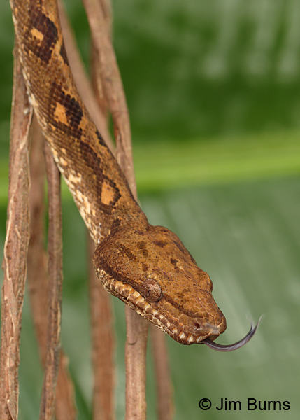 Annulated Tree Boa tongue