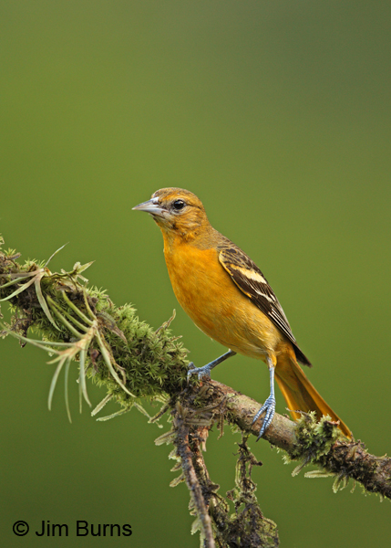 Baltimore Oriole immature male
