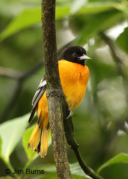 Baltimore Oriole male, La Quinta