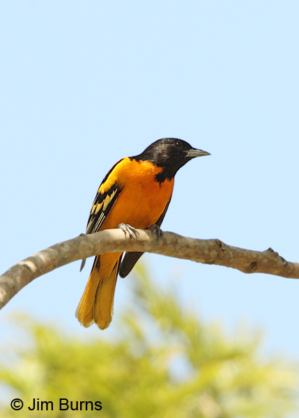 Baltimore Oriole male, Solimar
