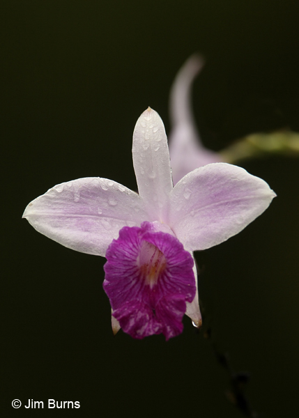 Bamboo Orchid