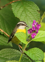 Bananaquit extracting nectar