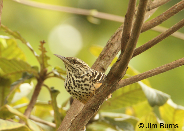 Band-backed Wren
