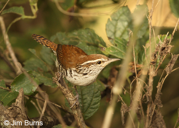 Banded Wren horizontal