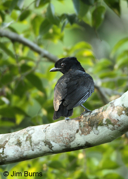 Bare-necked Umbrellabird female