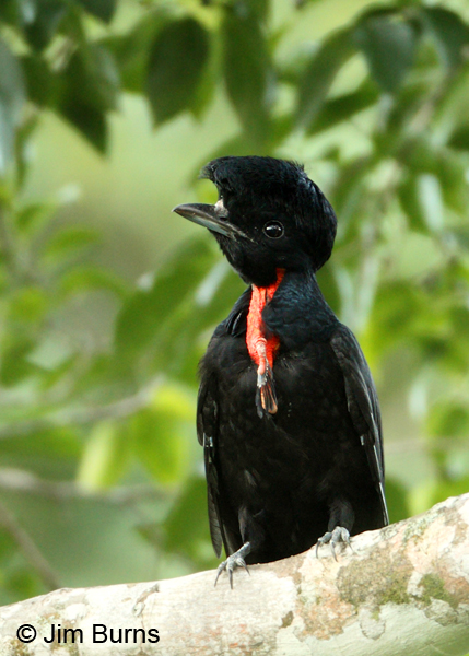 Bare-necked Umbrellabird male #2
