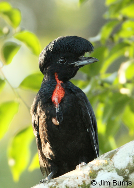 Bare-necked Umbrellabird male