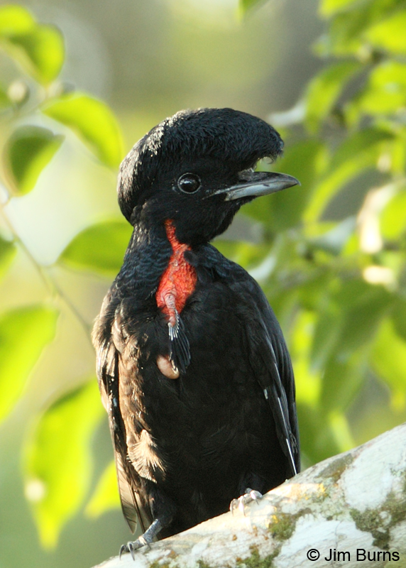 Bare-necked Umbrellabird male