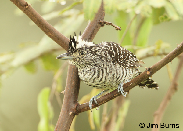 Barred Antshrike male alert.