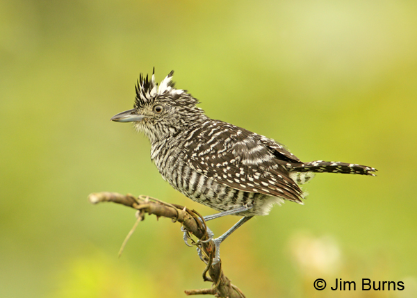 Barred Antshrike male