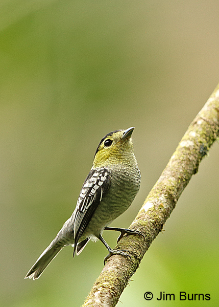 Barred Becard #2, Tapanti NP
