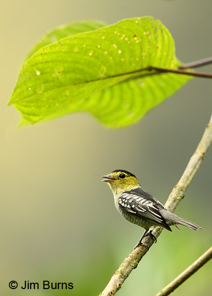 Barred Becard singing
