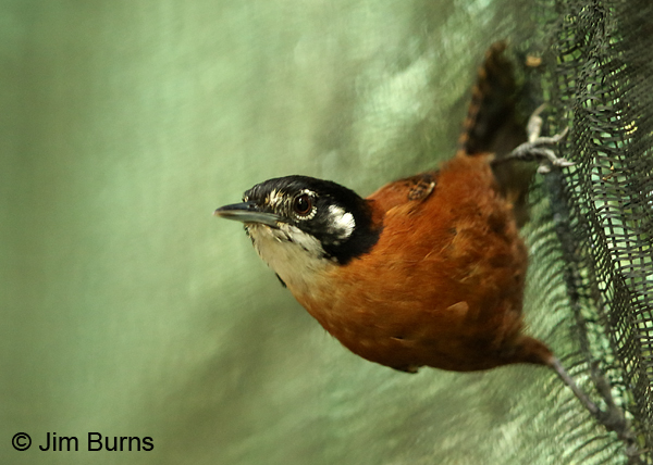 Bay Wren at Cope's blind