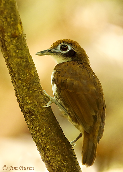 Bicolored Antbird dorsal #2--5446
