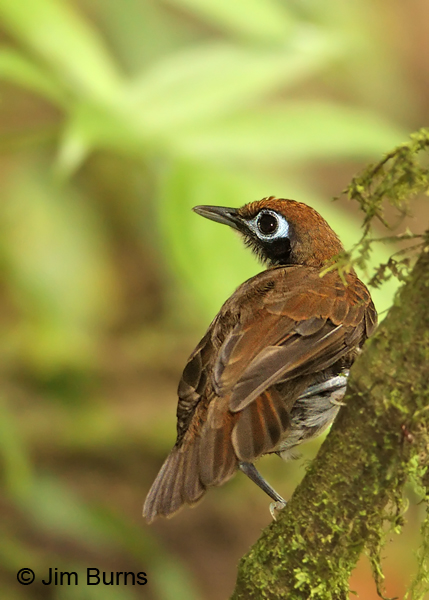 Bicolored Antbird dorsal