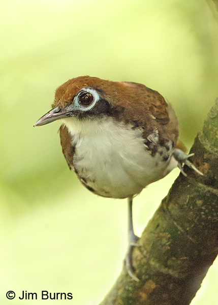 Bicolored Antbird ventral