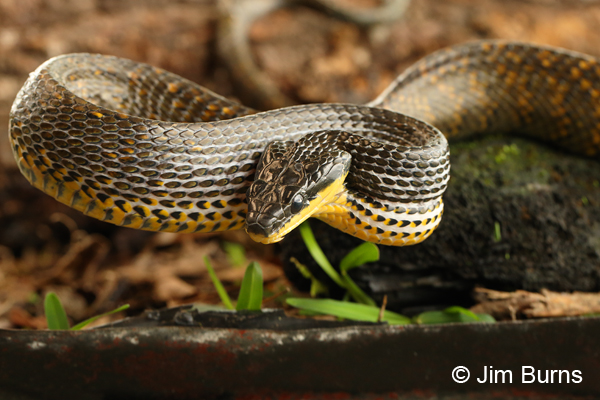 Bird-eating Snake