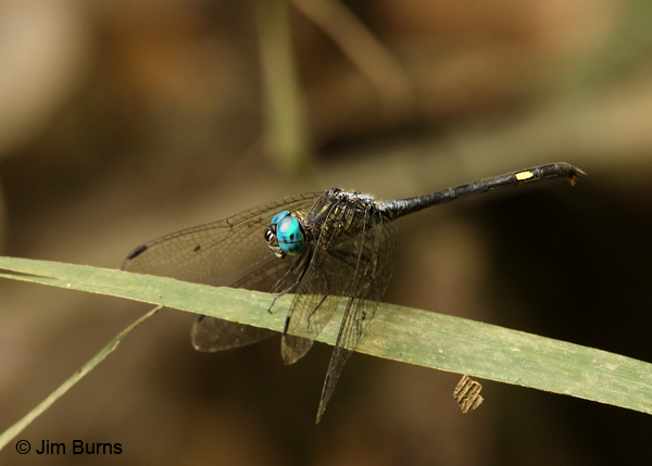 Black Dasher male, La Selva, CR, December 2011