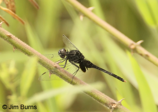 Black Pondhawk male, Cano Negro, CR, May 2012
