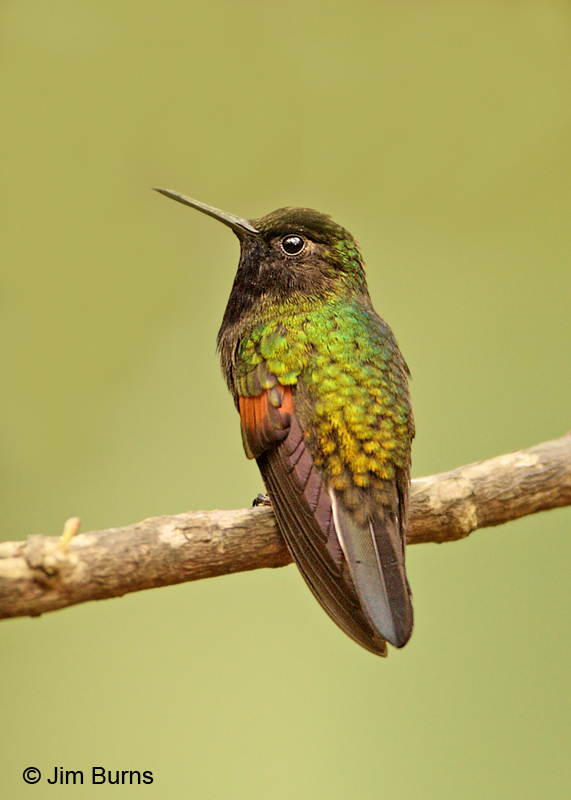 Black-bellied Hummingbird male
