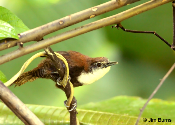 Black-bellied Wren