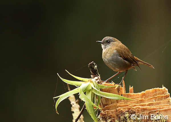 Black-billed Nightingale-Thrush female