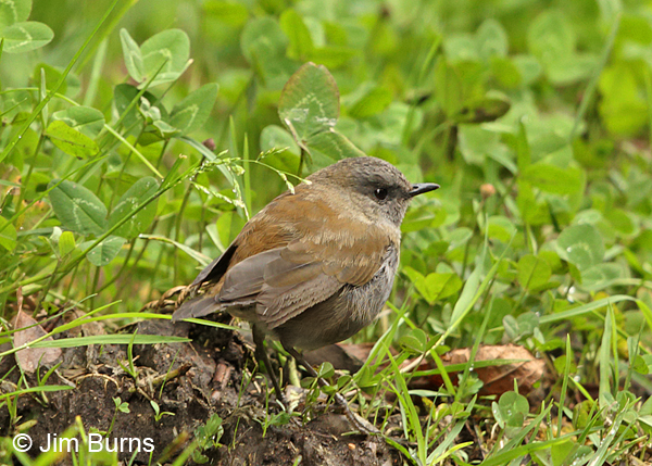 Black-billed Nightingale-Thrush dorsal view