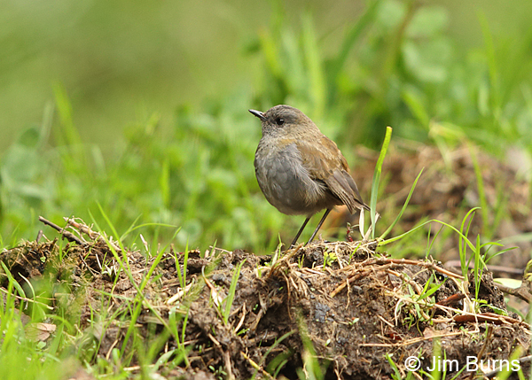 Black-billed Nightingale-Thrush in habitat
