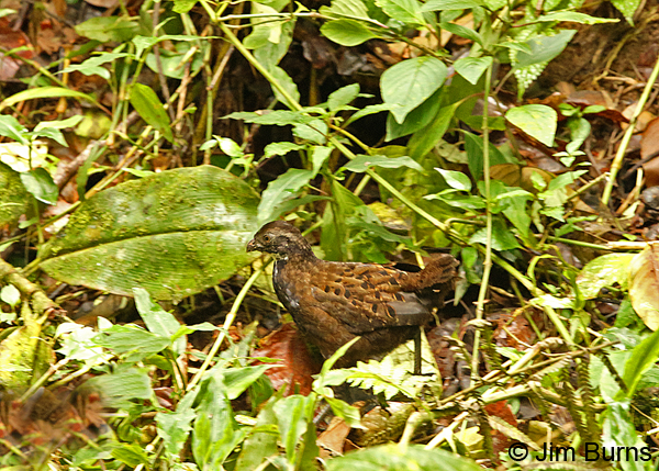 Black-breasted Wood-Quail