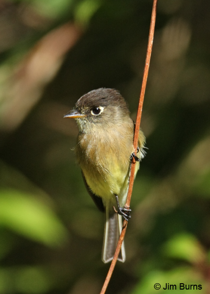 Black-capped Flycatcher