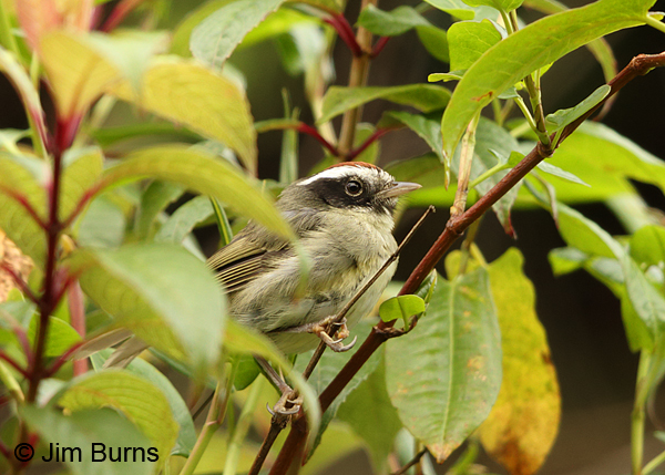 Black-cheeked Warbler in bushes