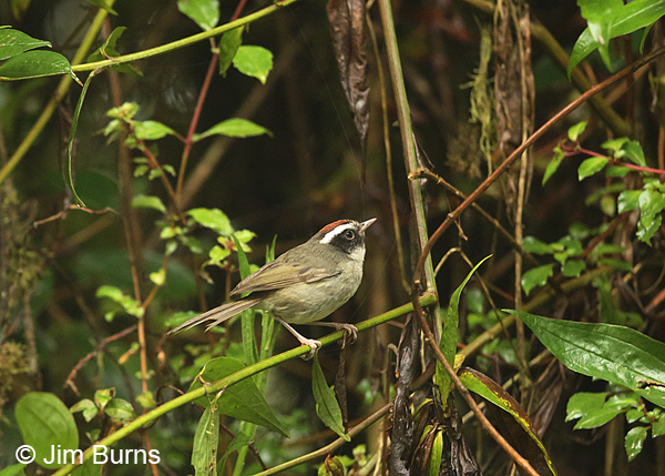 Black-cheeked Warbler in habitat