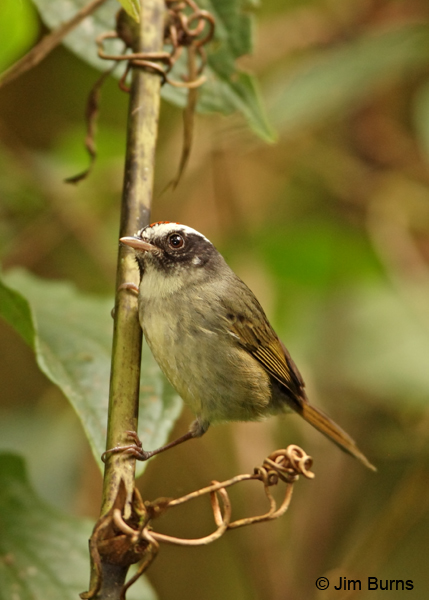 Black-and-yellow Silky-Flycatcher male on vine