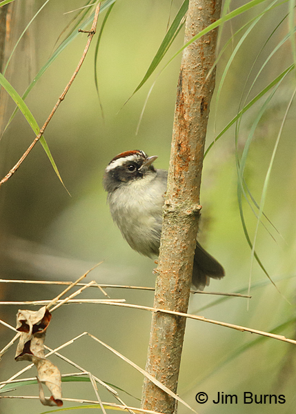 Black-cheeked Warbler vertical