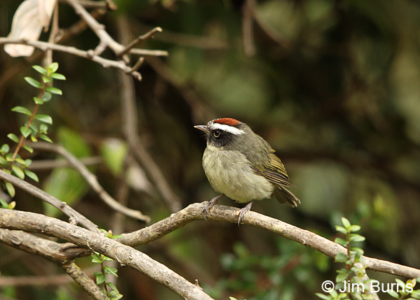 Black-cheeked Warbler