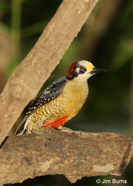 Black-cheeked Woodpecker female