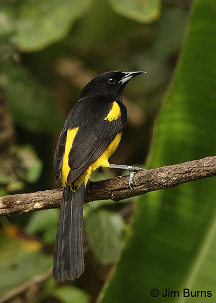 Black-cowled Oriole male, La Fortuna