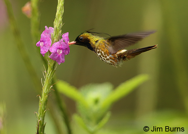 Black-crested Coquette male at Verbena