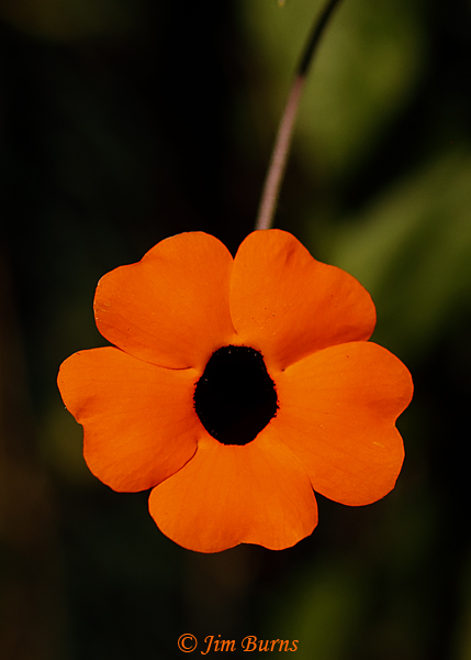 Black-eyed Susan Vine--6648