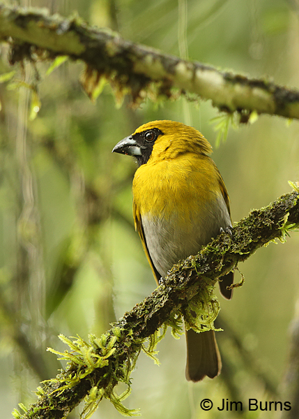 Black-faced Grosbeak, La Selva
