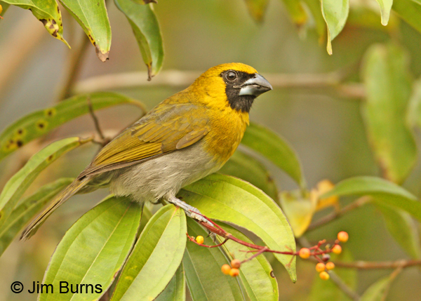 Black-faced Grosbeak
