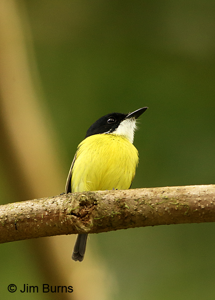 Black-headed Tody-Flycatcher ventral view