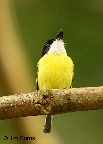 Black-headed Tody-Flycatcher singing #2