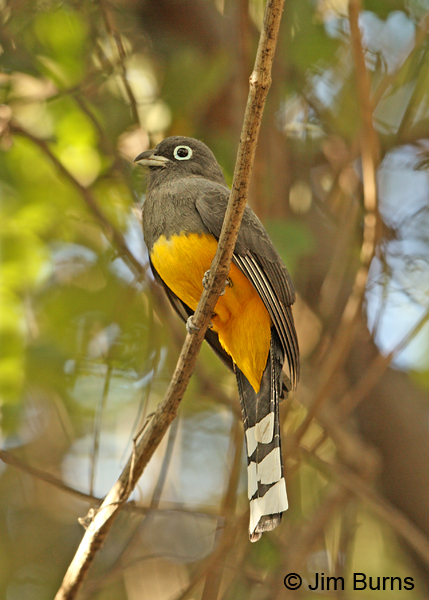 Black-headed Trogon female
